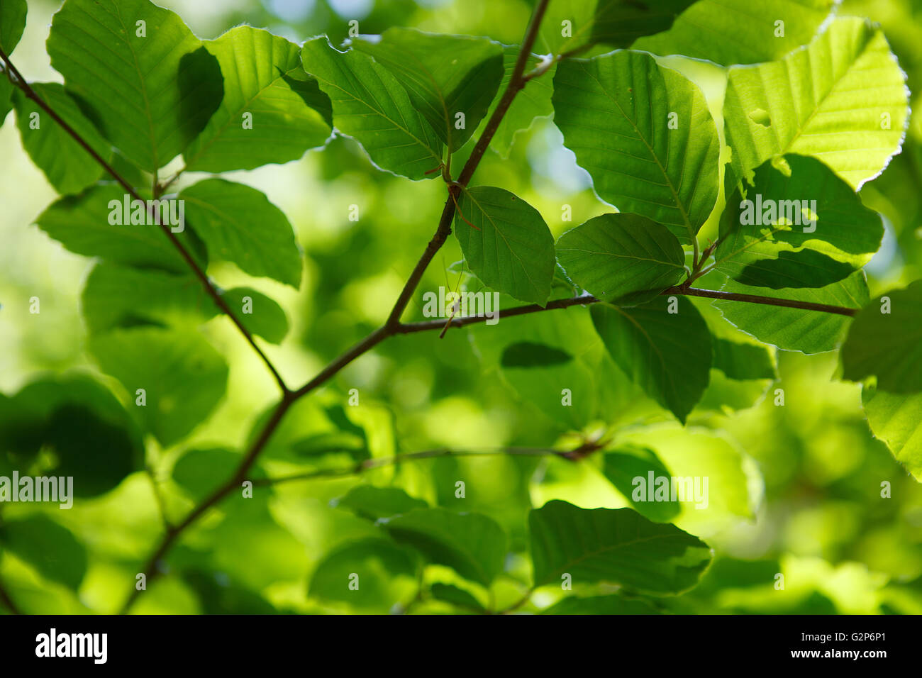 Bright green Spring Beech Leaves in sunlight Stock Photo