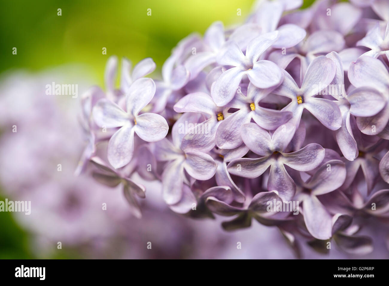 Closeup of soft Purple Lilac Flowers in Spring Stock Photo - Alamy