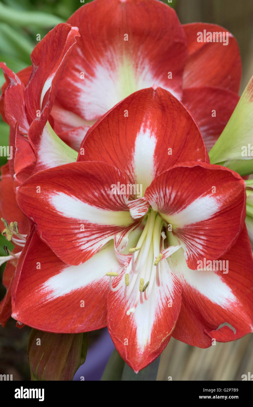 Lily amaryllis hi-res stock photography and images - Alamy