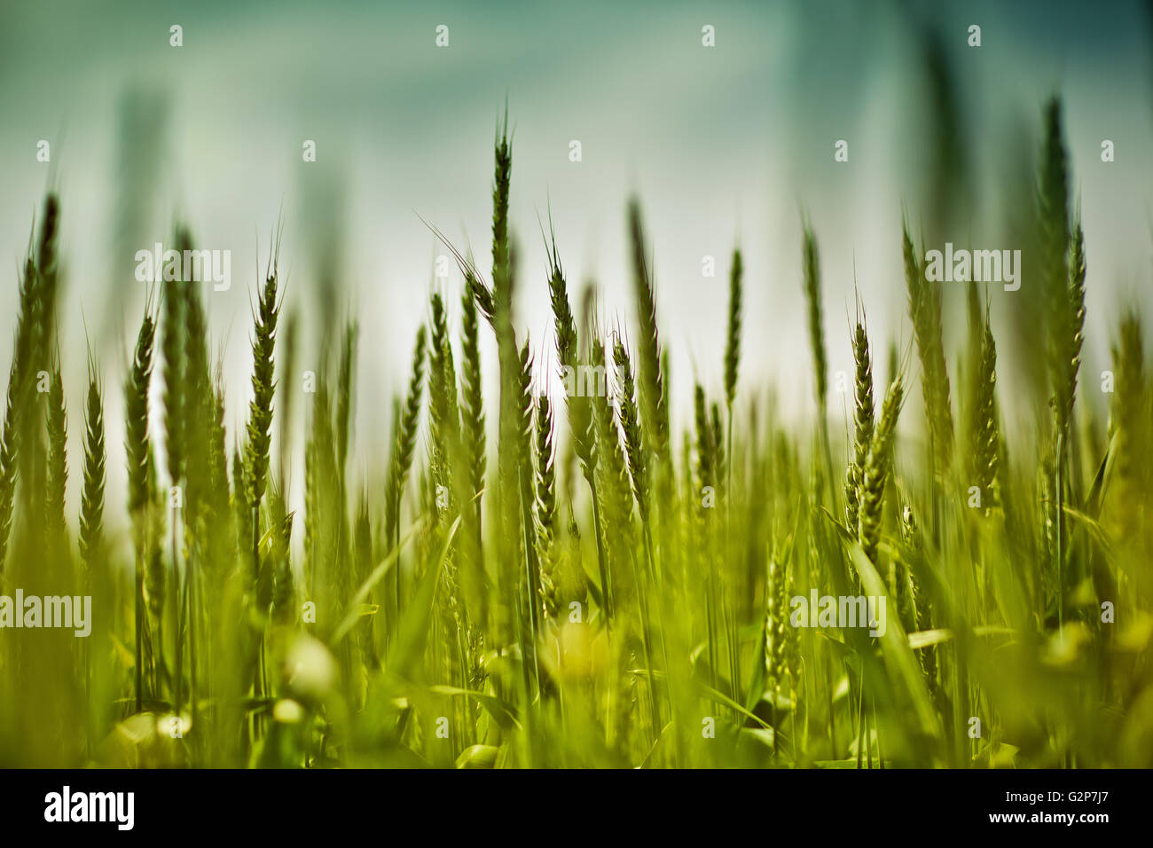 Close up of green wheat plants on the field in early summer Stock Photo