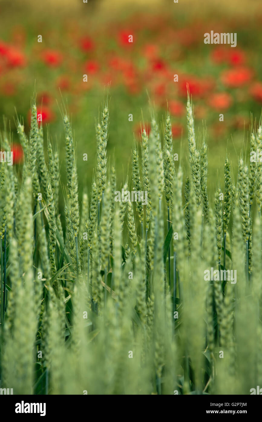 Close up of green wheat plants on the field in early summer Stock Photo