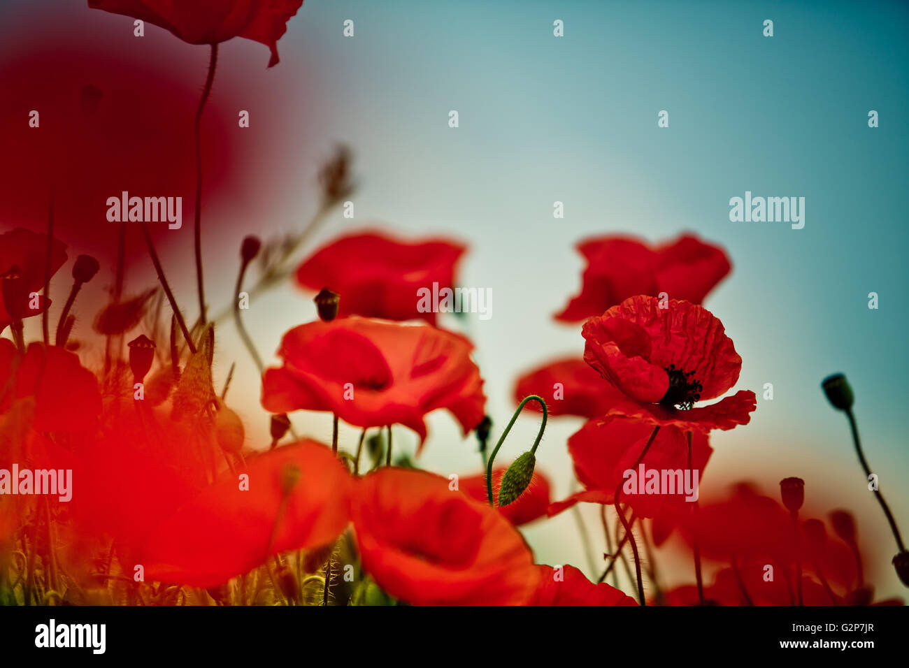 Field of bright red corn poppy flowers in summer Stock Photo - Alamy