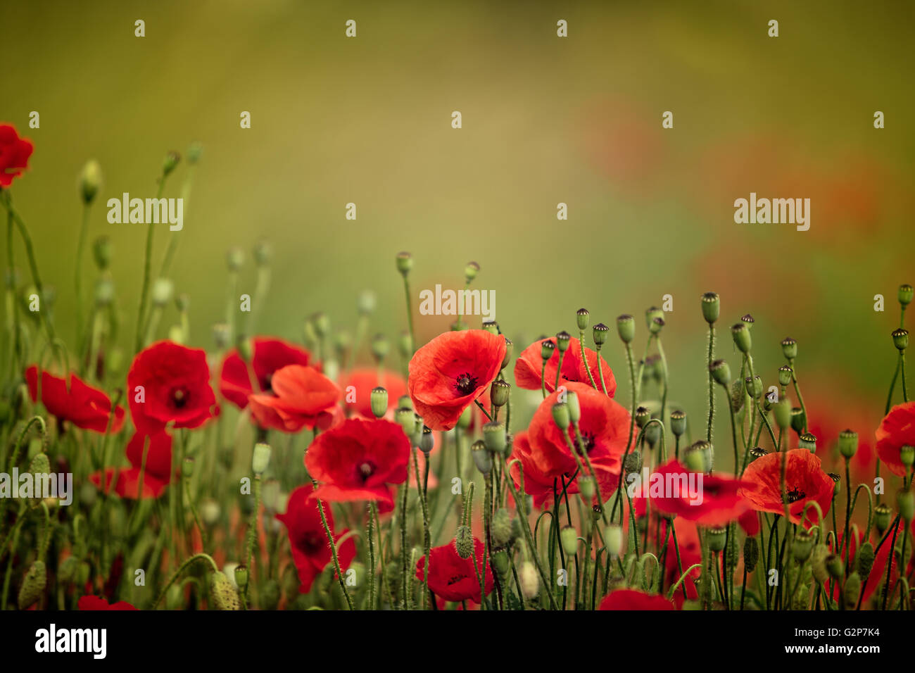 Field of bright red corn poppy flowers in summer Stock Photo - Alamy