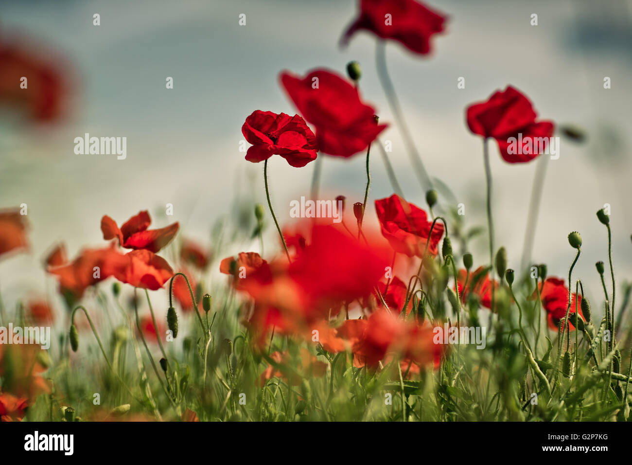 Field of bright red corn poppy flowers in summer Stock Photo - Alamy