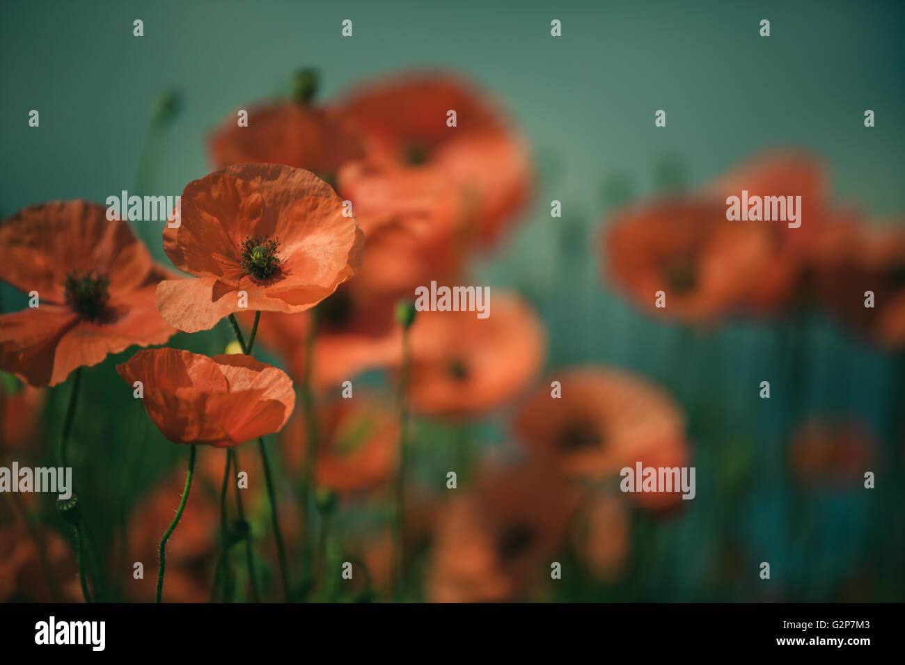 Field of bright red corn poppy flowers in summer Stock Photo - Alamy