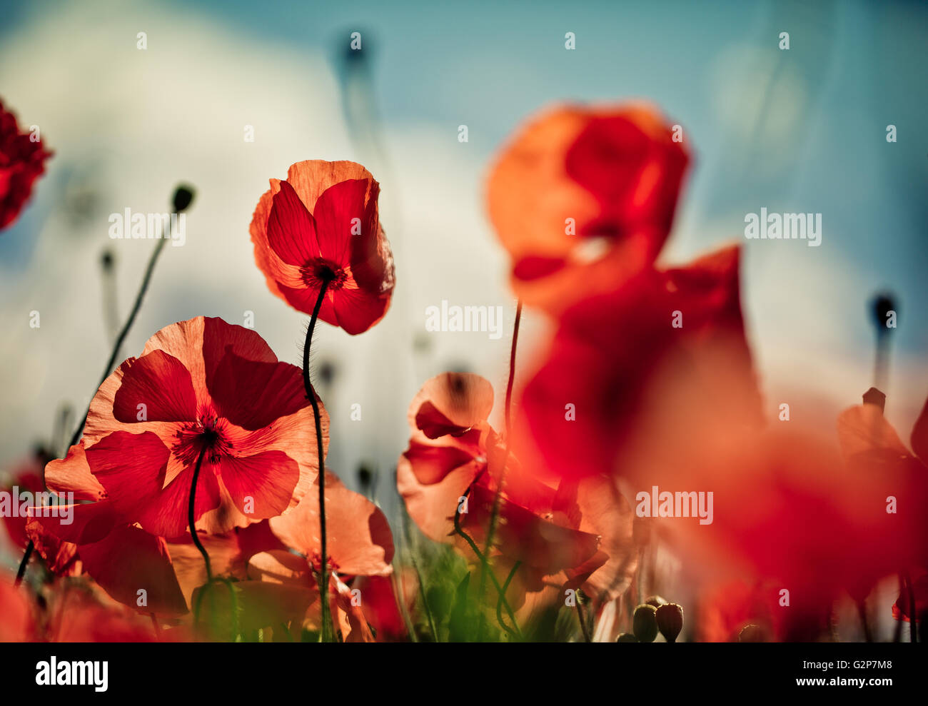Field of bright red corn poppy flowers in summer Stock Photo - Alamy
