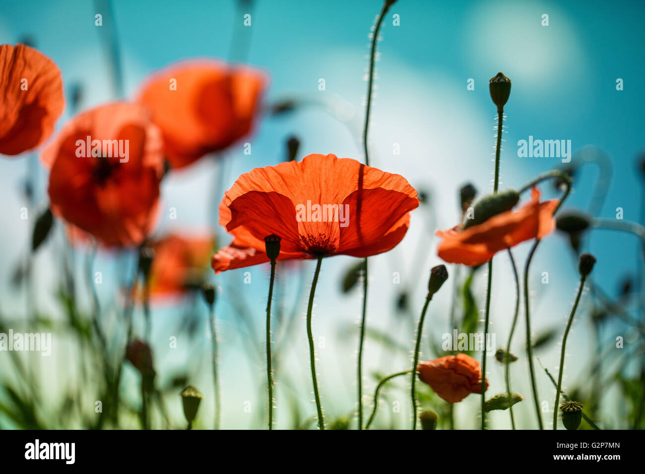 Field of bright red corn poppy flowers in summer Stock Photo - Alamy