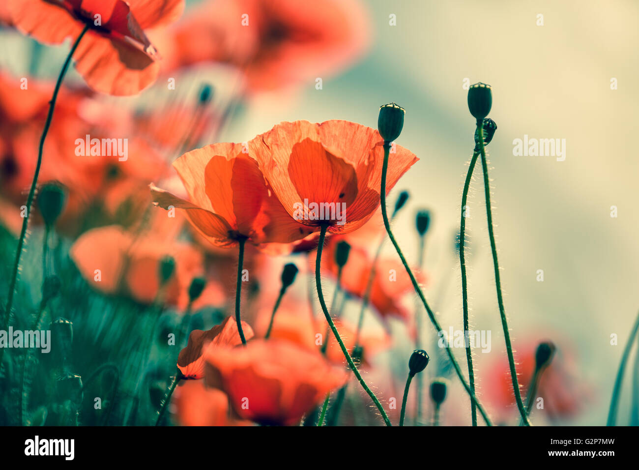 Field of bright red corn poppy flowers in summer Stock Photo - Alamy
