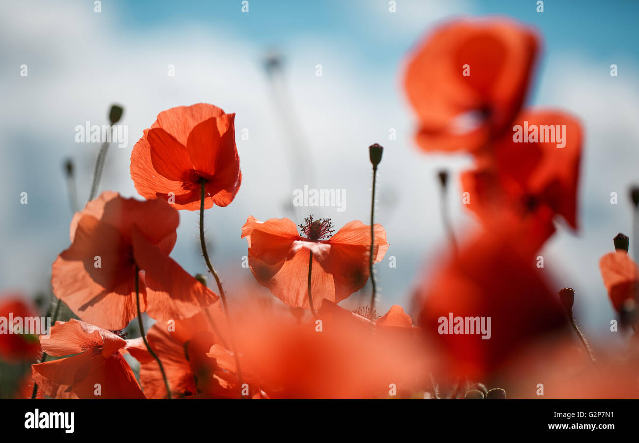 Field of bright red corn poppy flowers in summer Stock Photo - Alamy