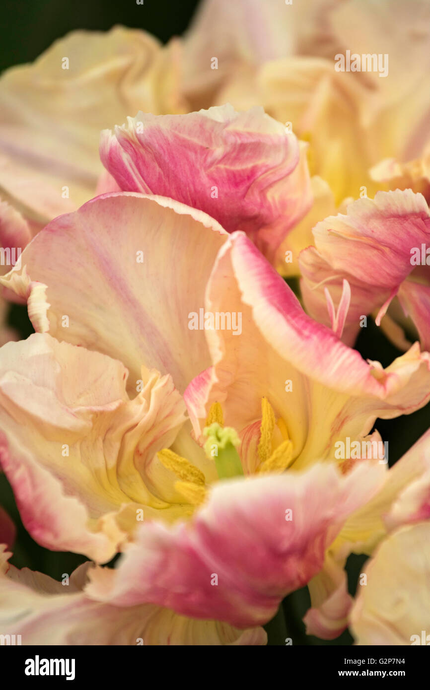 Tulip ''Parrot Lady'' Stock Photo