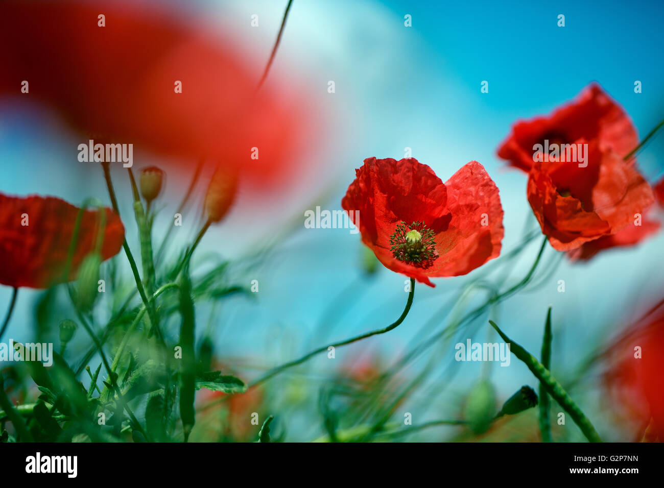 Field of bright red corn poppy flowers in summer Stock Photo - Alamy