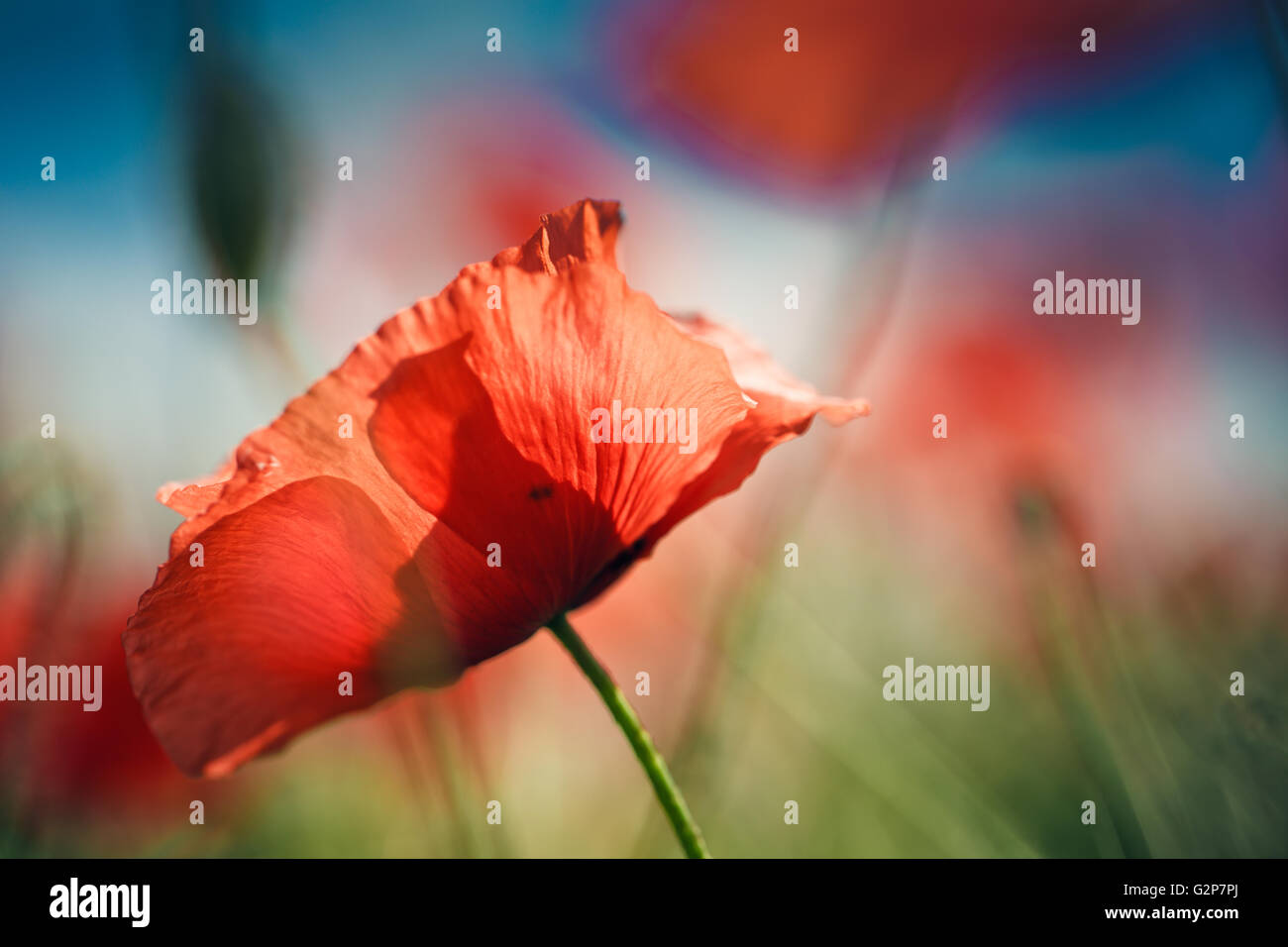 Field of bright red corn poppy flowers in summer Stock Photo - Alamy