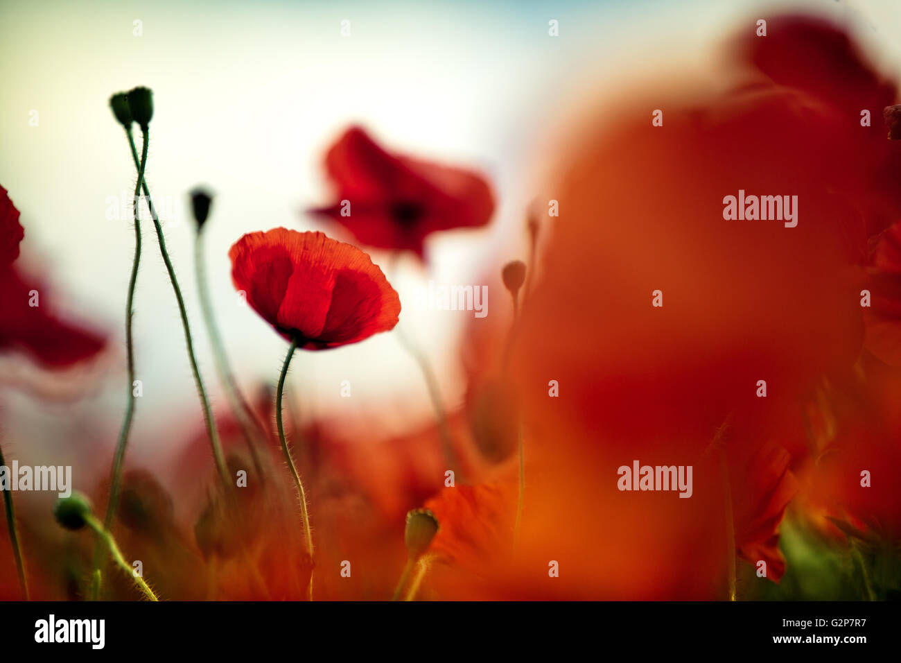 Field of bright red corn poppy flowers in summer Stock Photo - Alamy