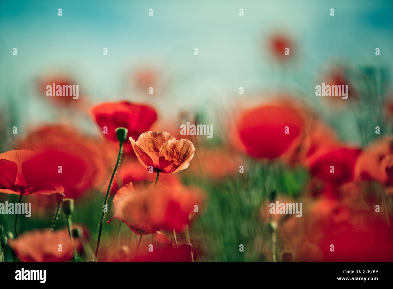 Field of bright red corn poppy flowers in summer Stock Photo - Alamy