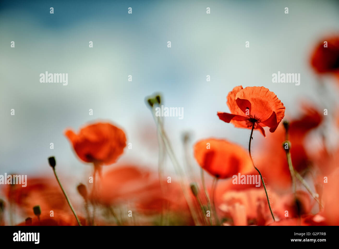 Field of bright red corn poppy flowers in summer Stock Photo - Alamy