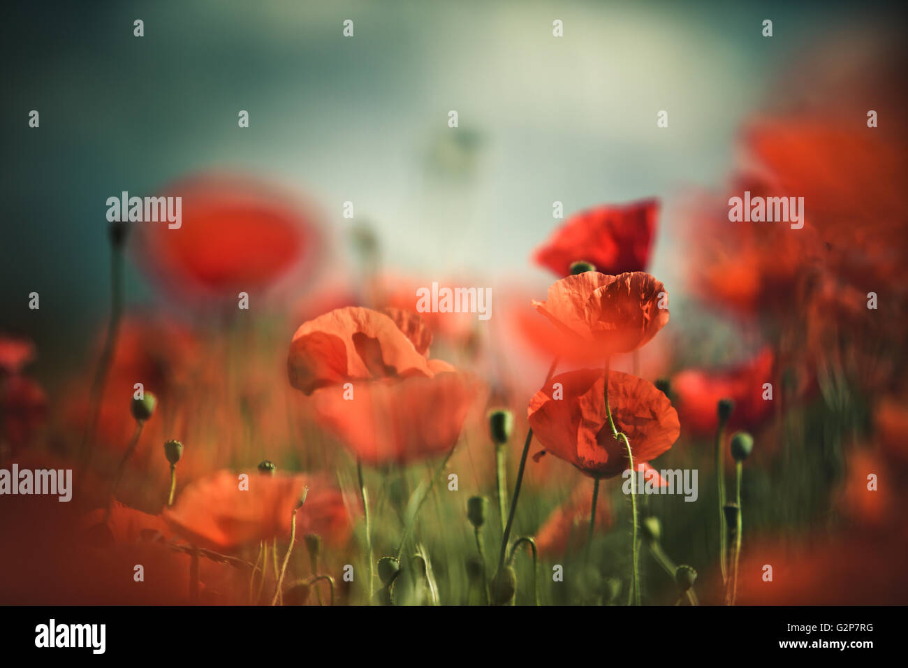 Field of bright red corn poppy flowers in summer Stock Photo - Alamy