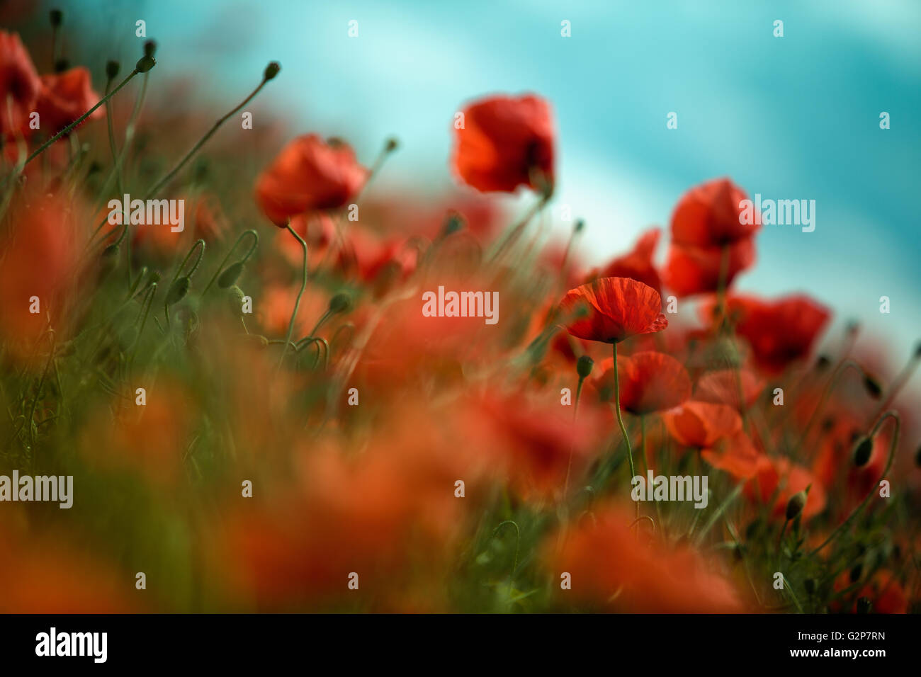 Field of bright red corn poppy flowers in summer Stock Photo - Alamy
