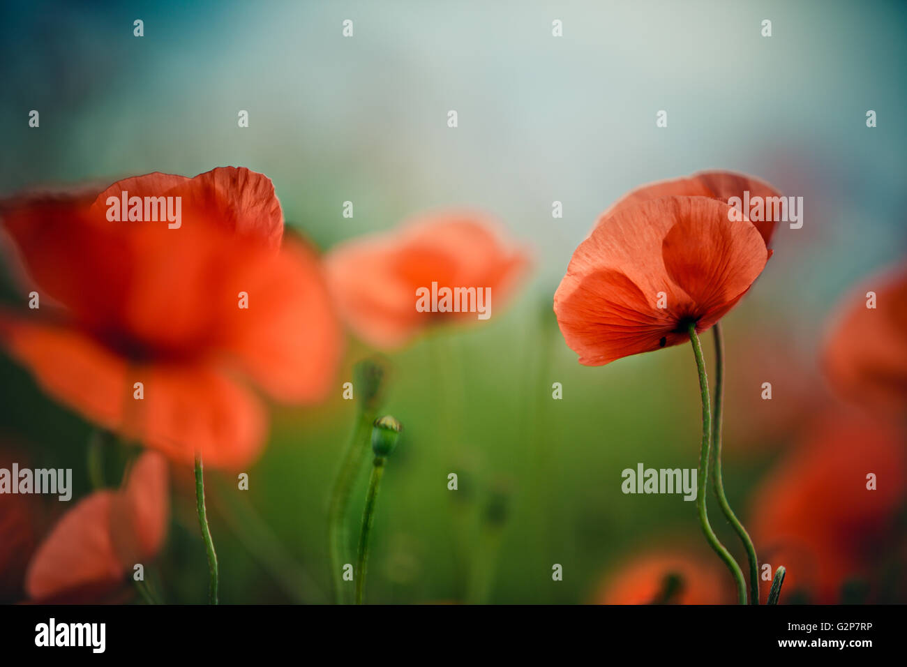 Field of bright red corn poppy flowers in summer Stock Photo - Alamy