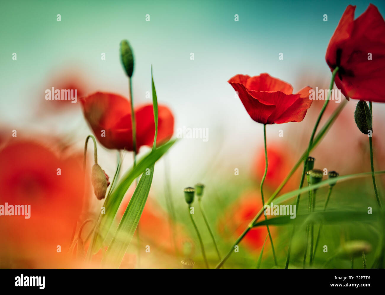 Field of bright red corn poppy flowers in summer Stock Photo - Alamy