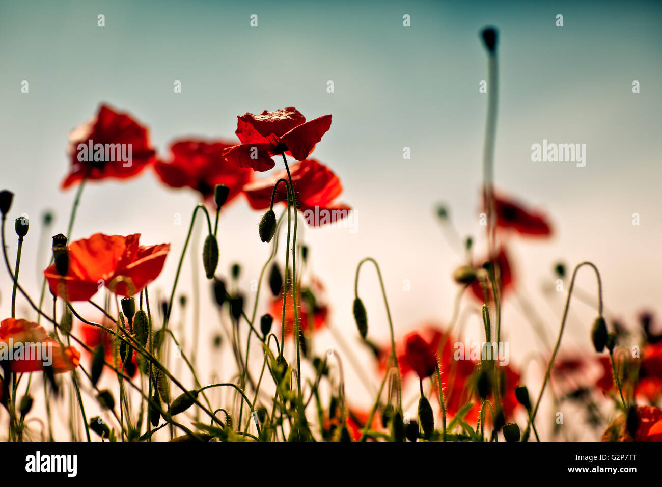 Field of bright red corn poppy flowers in summer Stock Photo - Alamy