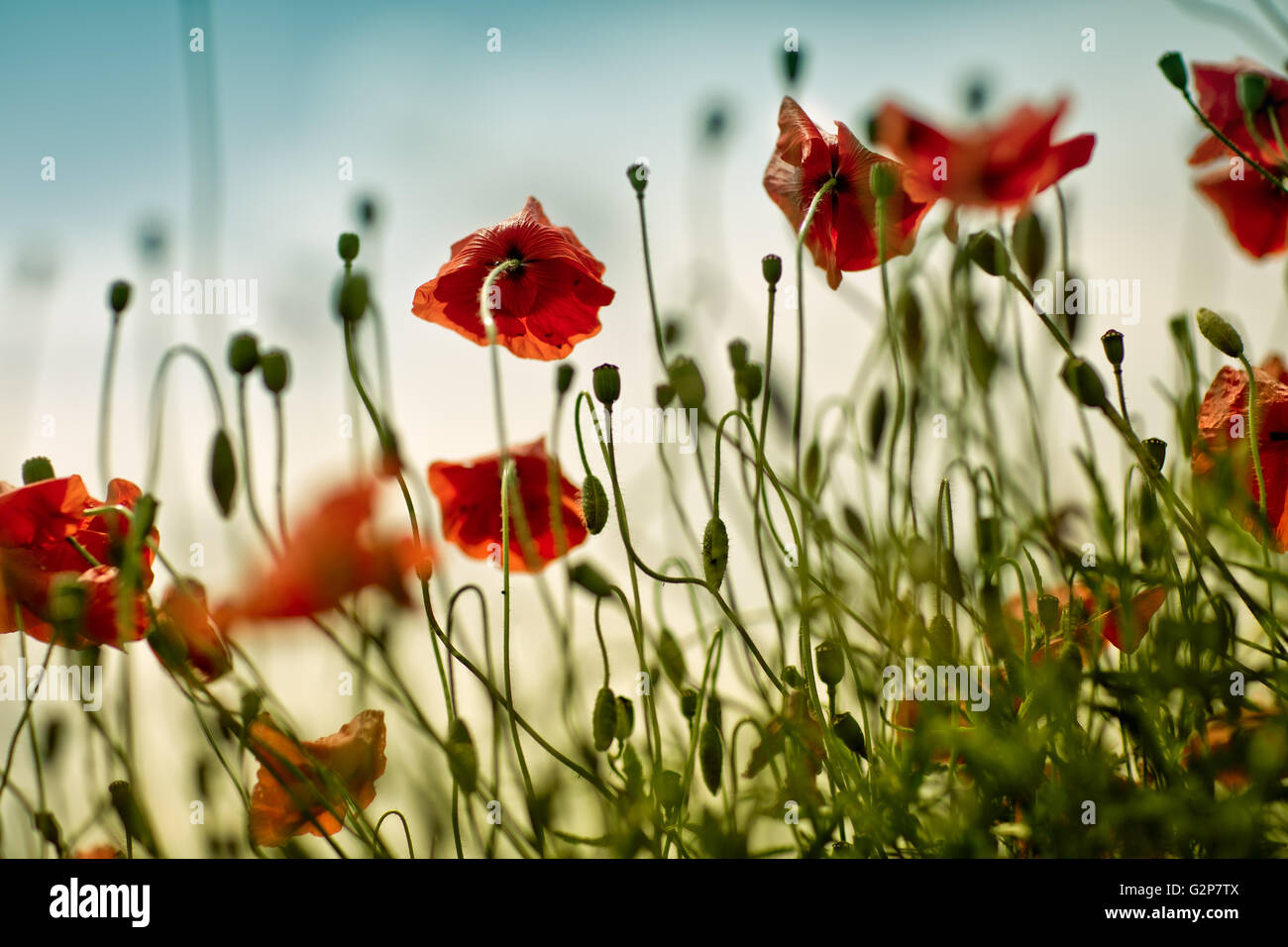 Field of bright red corn poppy flowers in summer Stock Photo - Alamy