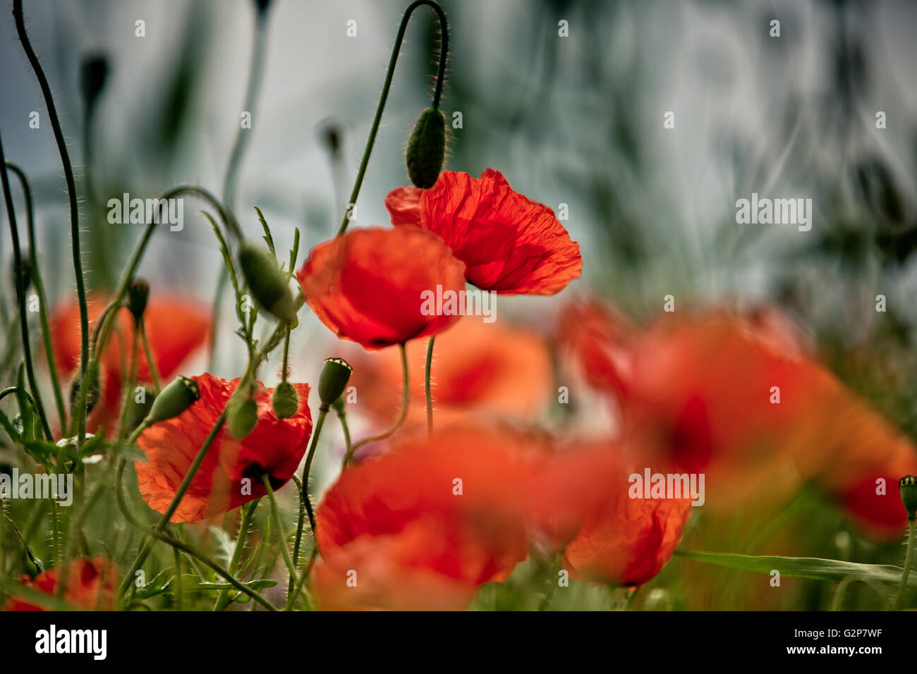 Field of bright red corn poppy flowers in summer Stock Photo - Alamy
