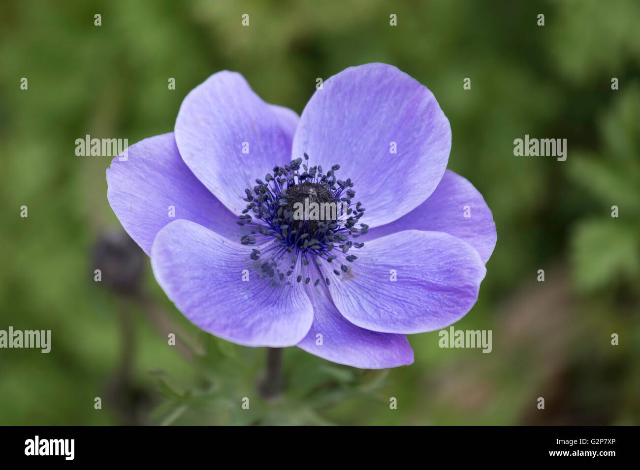 Garden Anemone Stock Photo