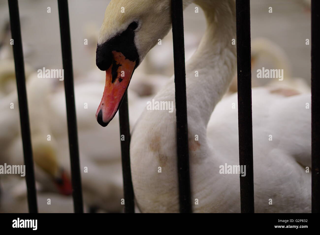 Swan with its head through bars Stock Photo