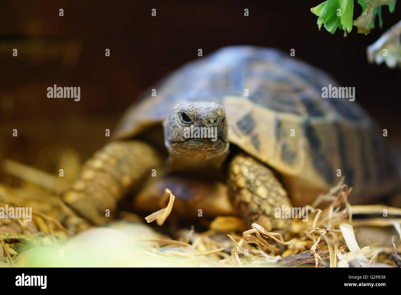 Tortoise Macro Stock Photo