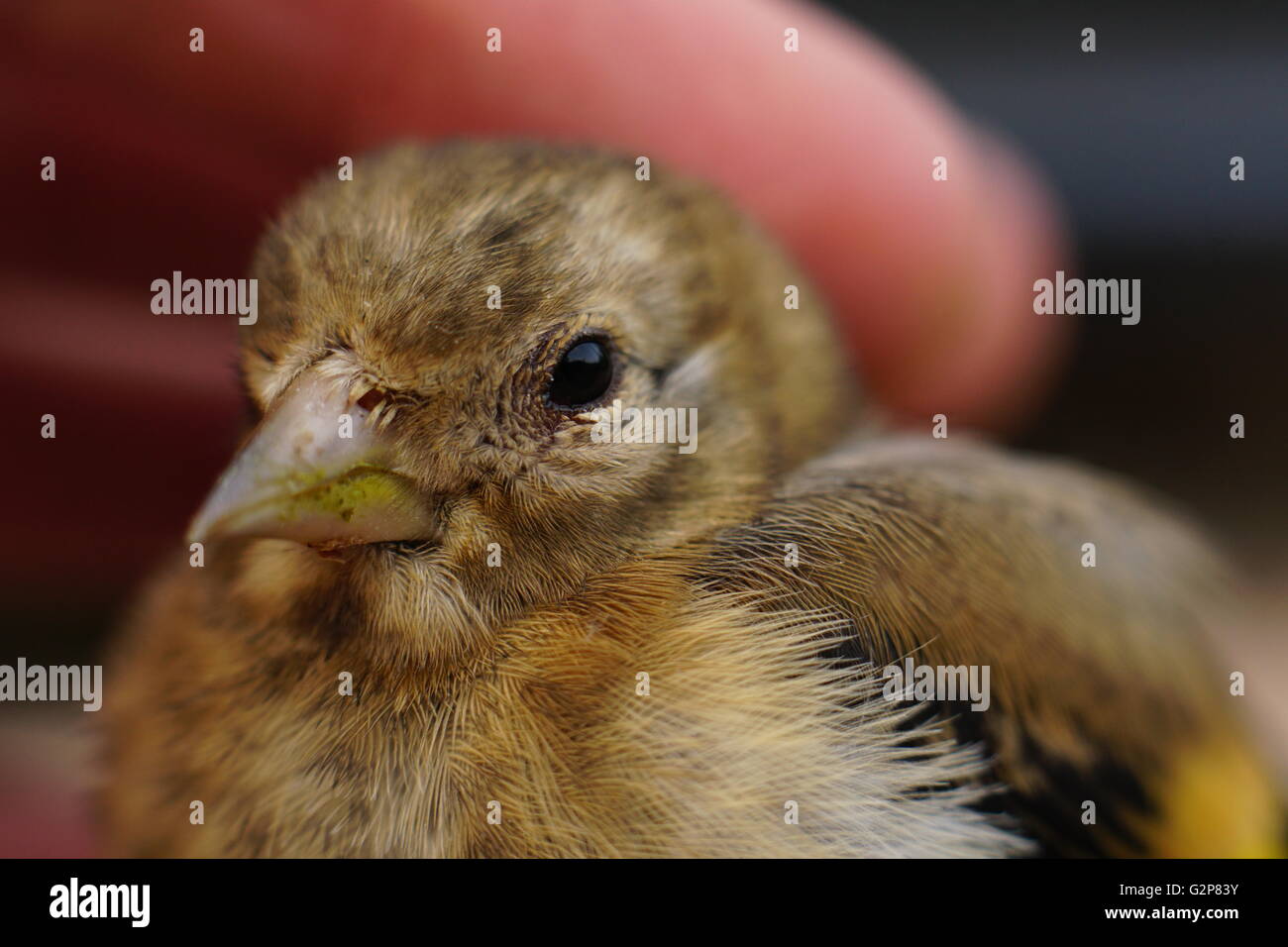 Baby Goldfinch Bird Stock Photo