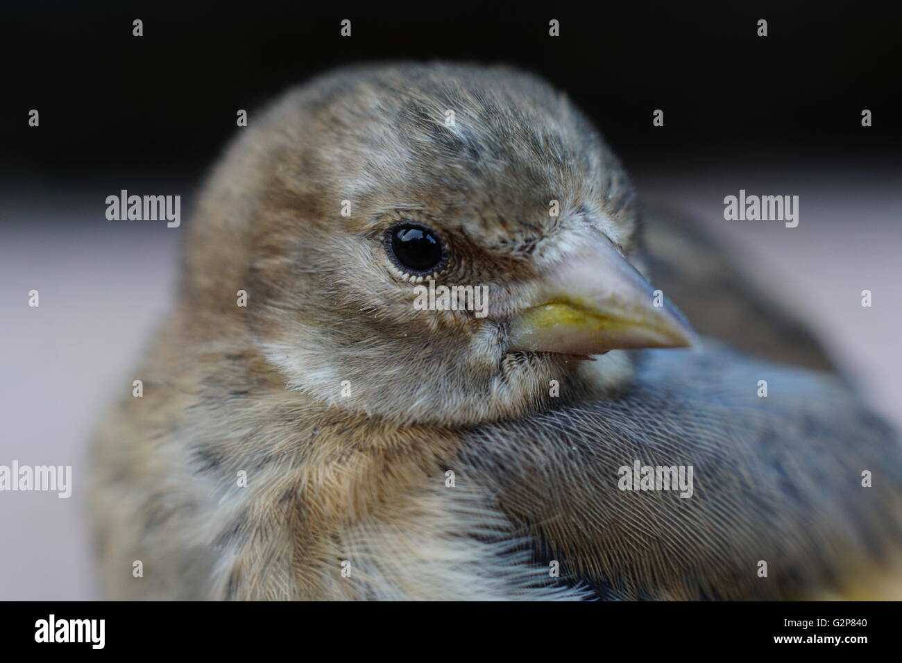 Baby Goldfinch Bird Stock Photo