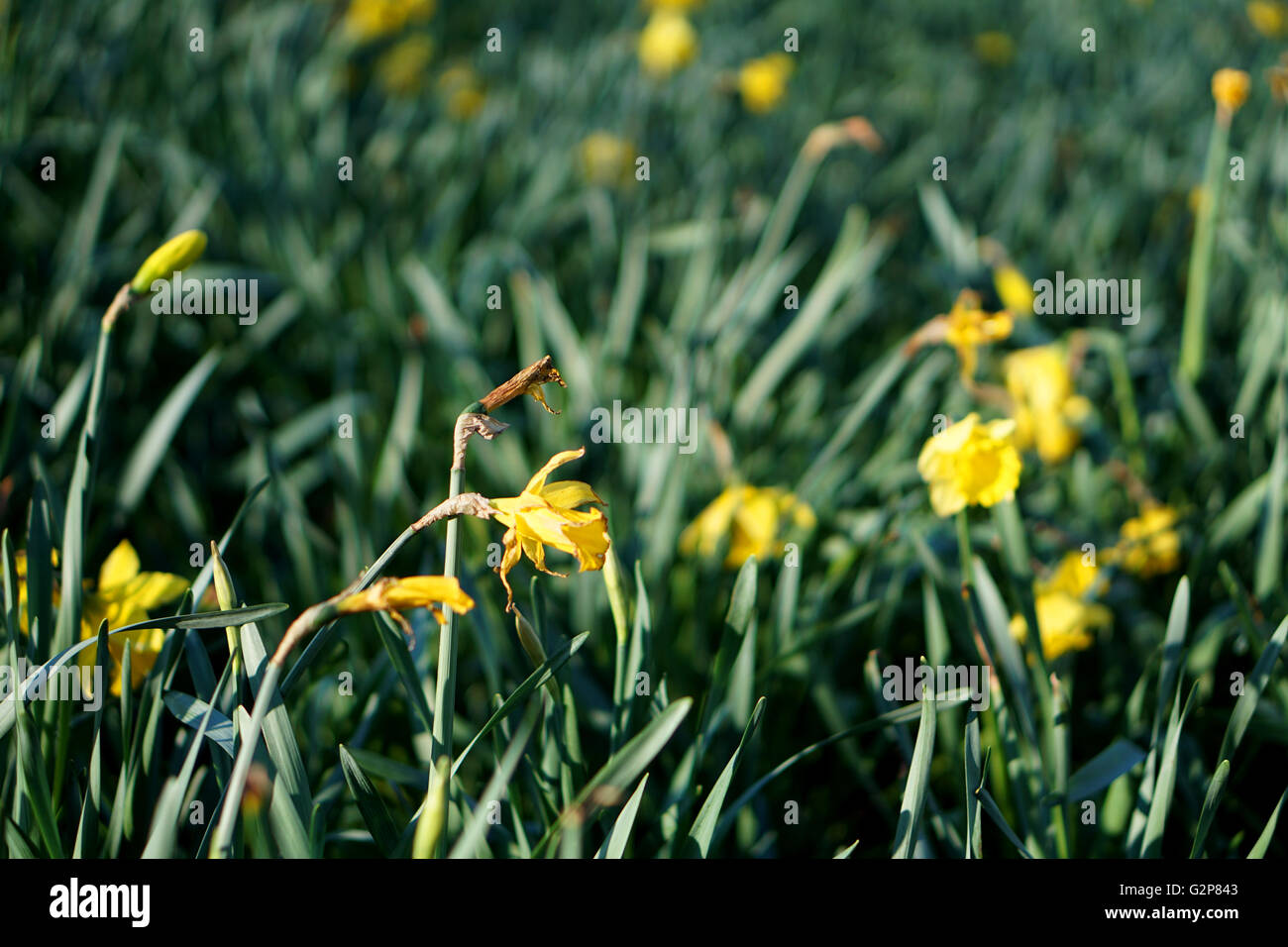 Small Patch of Daffodils Stock Photo