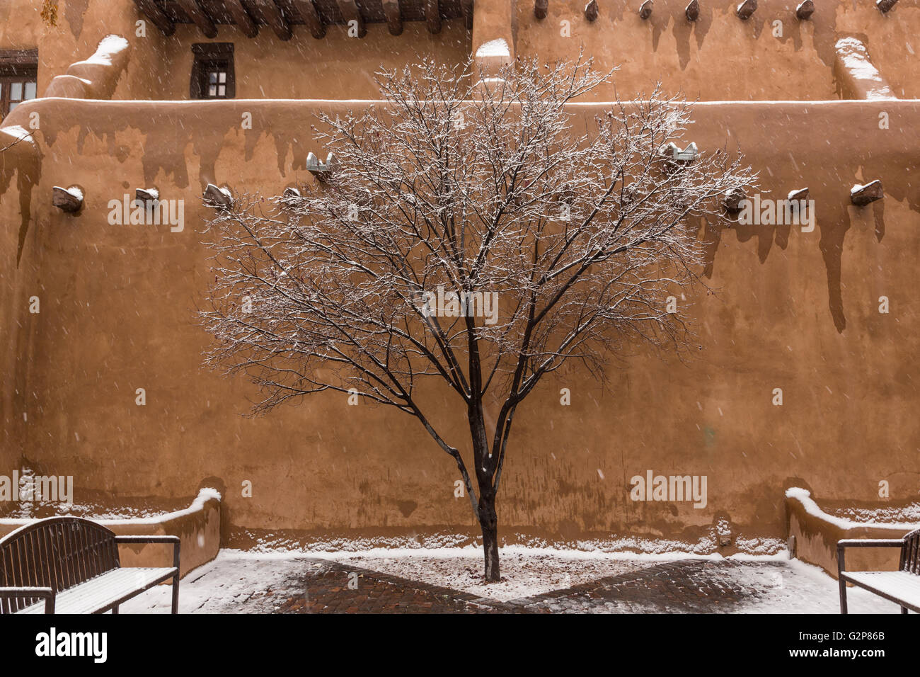 Snow covers a tree at the adobe style New Mexico Museum of Art in the