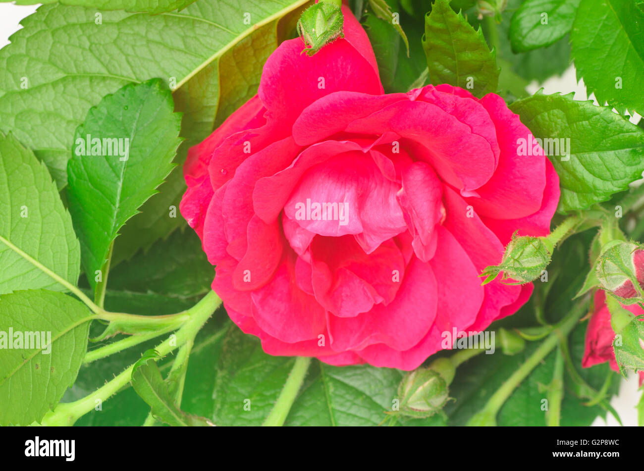 closeup to red rose on white background Stock Photo - Alamy