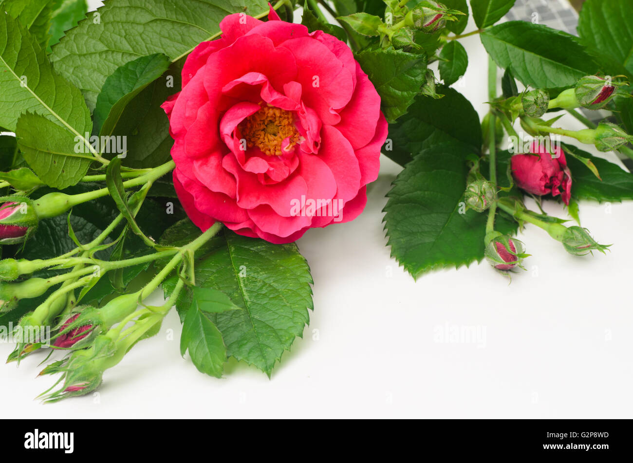 closeup to red rose on white background Stock Photo - Alamy