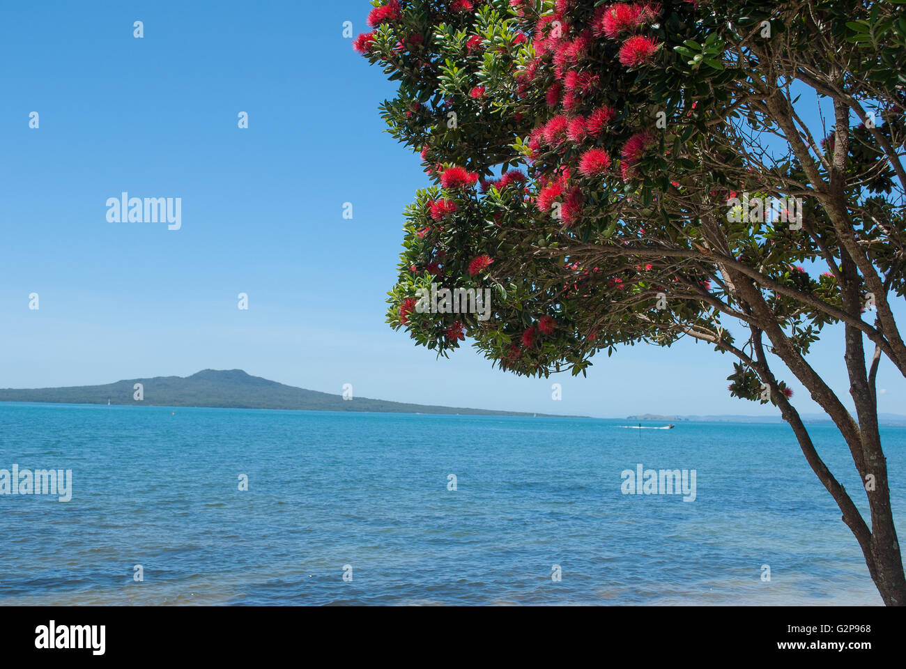 Pohutukawa tree in bloom with Rangitoto Island on the background Stock Photo