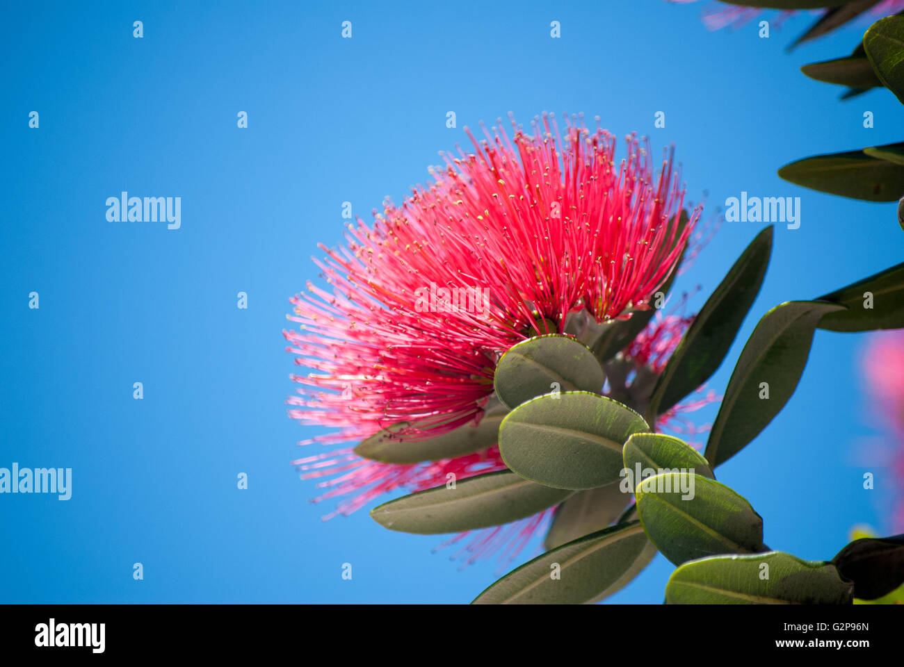 Pohutukawa tree flower Stock Photo
