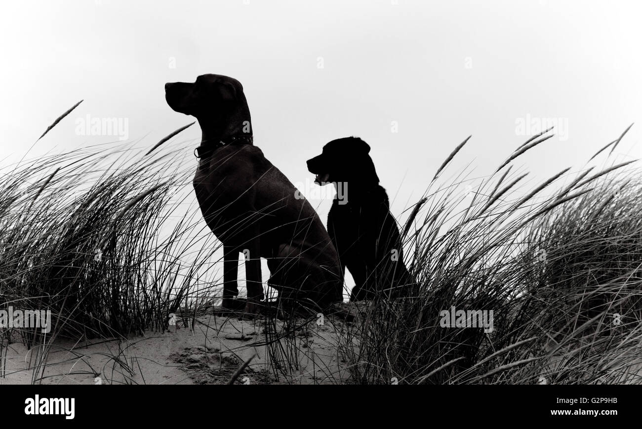 Silhouette of gundogs amongst the reeds Stock Photo