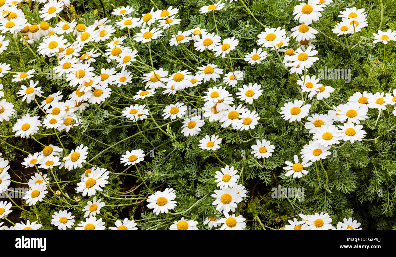 Flowering daisies Stock Photo