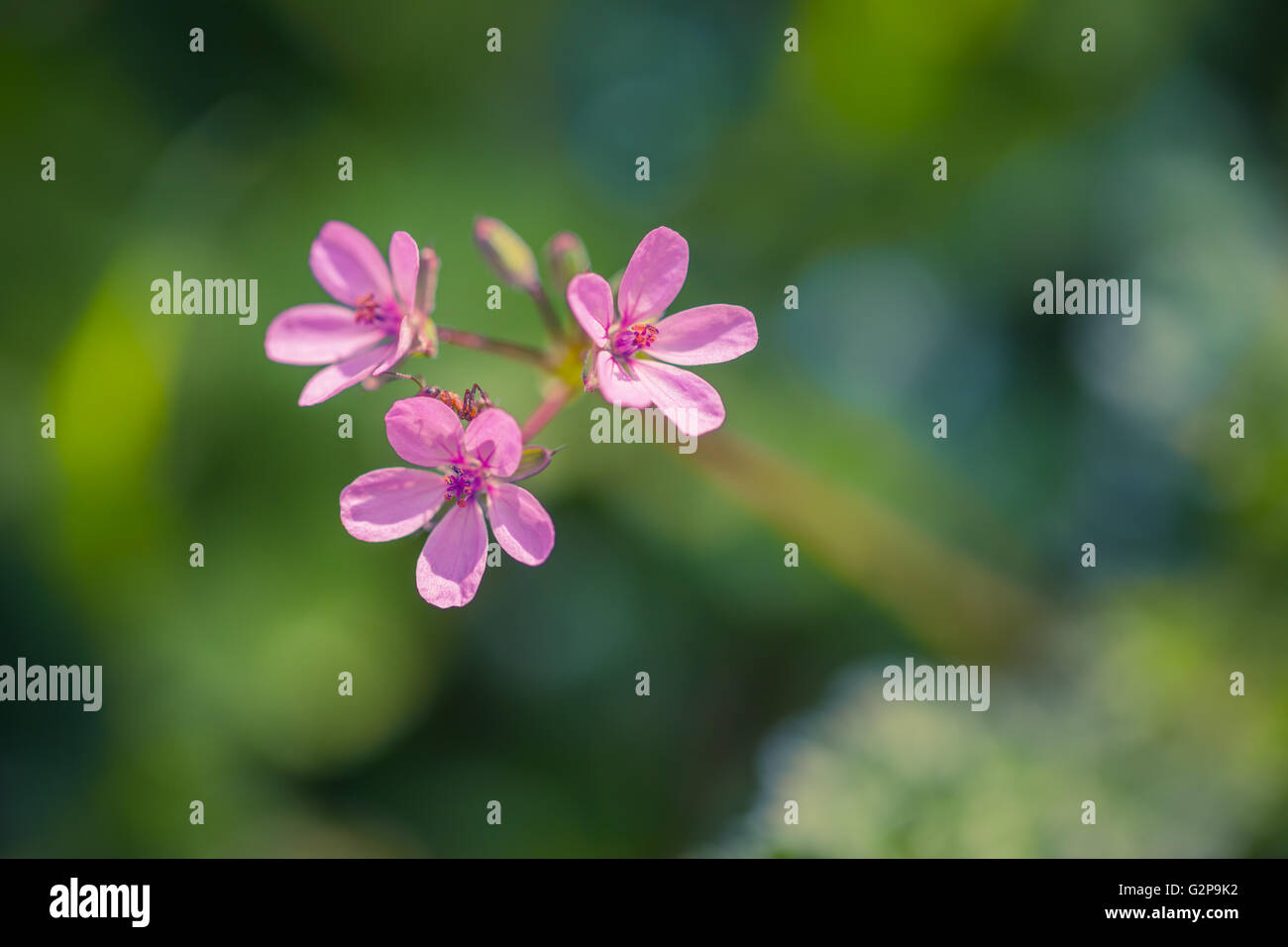 Pink meadow wild flower on green grass natural background in field. Outdoor summer photo Stock Photo