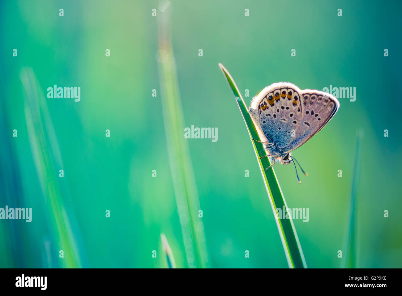 Beautiful butterfly and amazing colors. Summer background Stock Photo