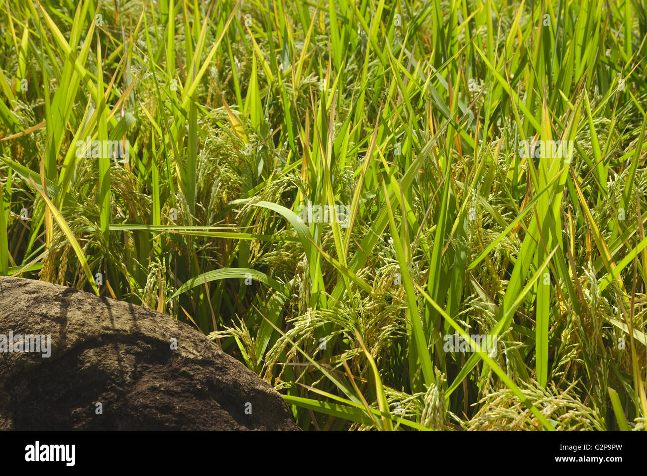 Ripe rice (Sampao rice terraces on Biliran Island, Visayas, Philippines) Stock Photo