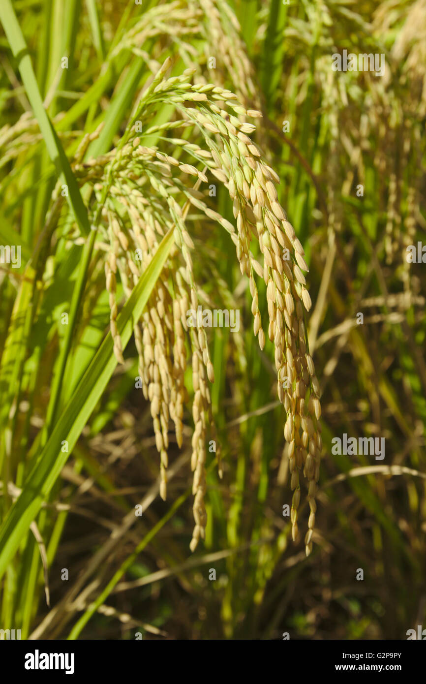 Ripe rice (on Biliran Island, Visayas, Philippines) Stock Photo