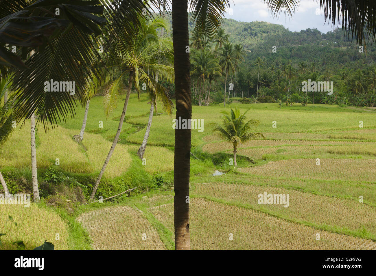 Rice fields on Bohol, south of Sierra Bullones, Philippines Stock Photo ...