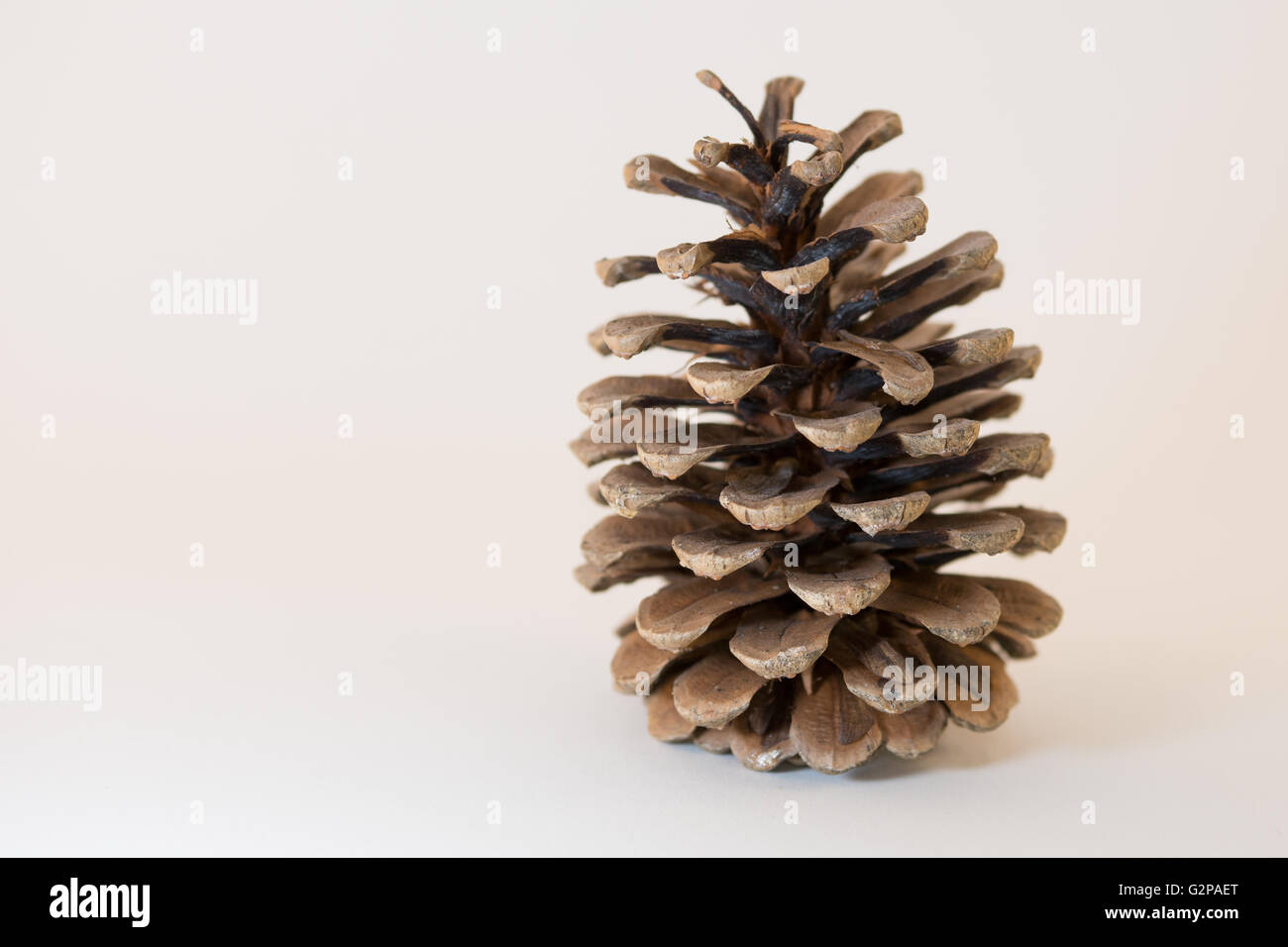 Pine cone strobilus with white background Stock Photo Alamy