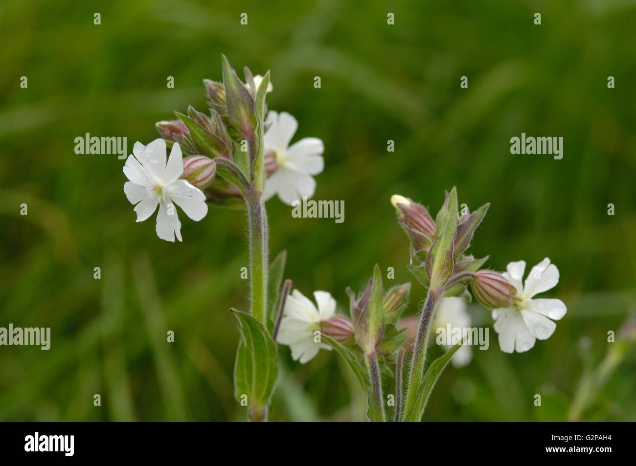 White campion (Silene alba - Melandrium album - Silene latifolia) flowering at spring Stock Photo