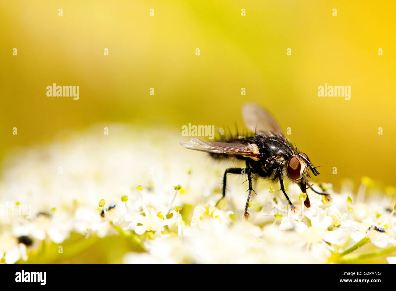 Fly eating in a flower Stock Photo Alamy