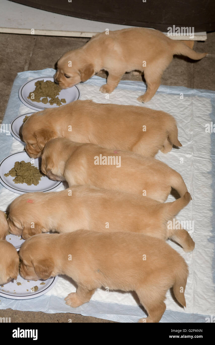Golden retriever puppies eating solid food in bowls on pad Stock Photo Alamy