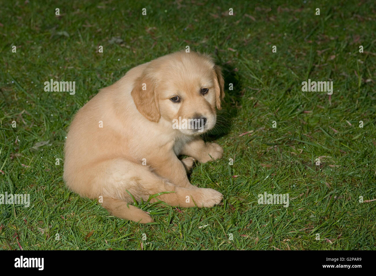 golden retriever puppy in garden, sitting on damp grass Stock Photo - Alamy