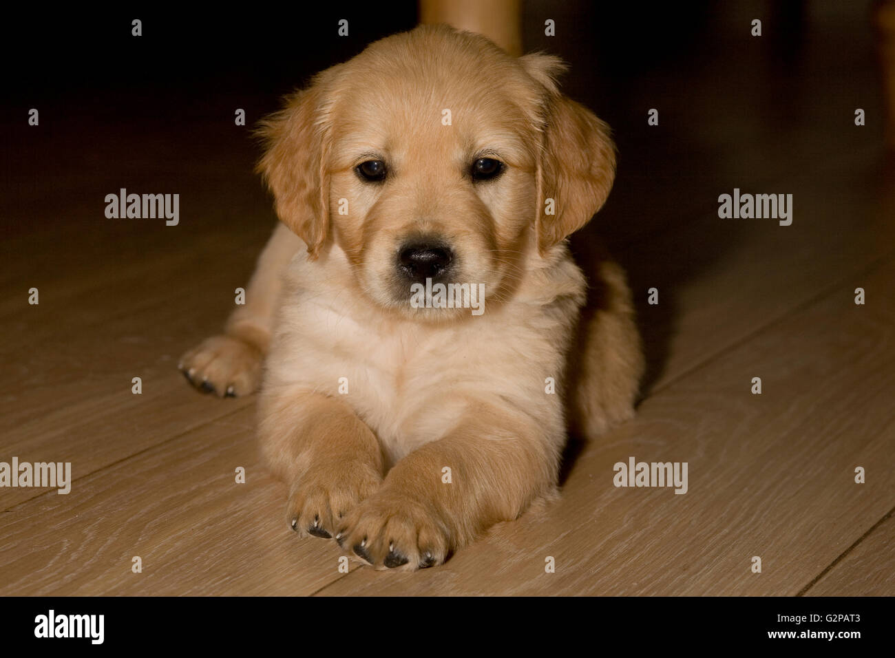 head and front paws of golden retriever puppy down on laminate floor of office study Stock Photo